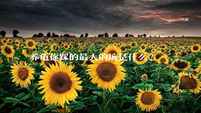 养龟你踩的最大的坑是什么?